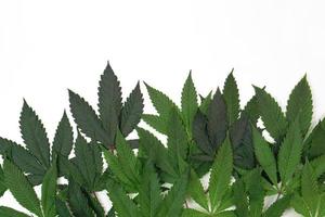 folha de cannabis fresca ou maconha em fundo branco. natureza, conceito de medicina e layout de uma moldura feita de folhas de cannabis. foto