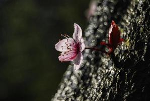 ameixa flor com água gotas em Está estame foto