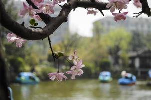 lindo pêssego Flor em a velho ramo foto