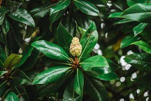 semente e fruta do uma magnólia árvore com verde folhas fundo foto