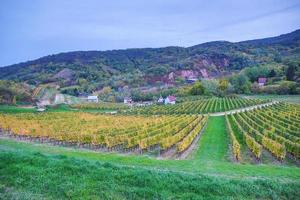 escondido Vinhedo dentro tokaj foto