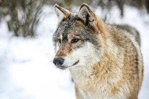 cinzento Lobo dentro a neve foto