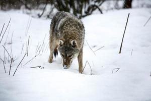 cinzento Lobo dentro a neve foto