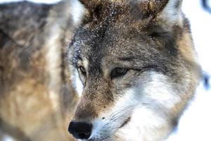 cinzento Lobo dentro a neve foto