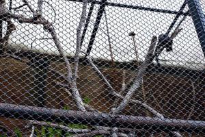 seletivo foco do ferro gaiolas para a habitat do selvagem animais. foto