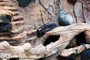 seletivo foco do dormindo nutria dentro Está jaula. foto