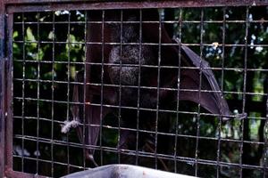 seletivo foco do morcegos dormindo perto a ferro do seus gaiolas. foto