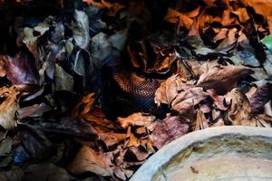 seletivo foco do Oriental índigo cobras este estão empoleirado dentro uma Sombrio lugar. foto