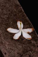 lindo outono branco flor dentro uma jardim, fundo papel de parede, desatado padrão, Alto qualidade foto