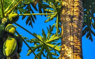 bela árvore de mamão na natureza tropical em puerto escondido méxico. foto