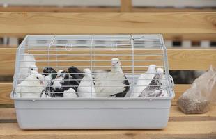 postar doméstico pombos sentar dentro uma jaula. foto