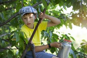 a criança está colhendo cerejas no jardim. garotinho rasga cereja doce de uma árvore no jardim. foco seletivo. foto