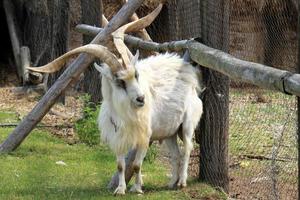 a montanha bode vidas dentro uma jardim zoológico dentro Israel. foto