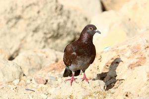 pássaros dentro uma crianças cidade parque em a Beira Mar dentro Israel. foto