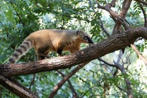 a nariz guaxinim vidas dentro uma jardim zoológico dentro Israel. foto