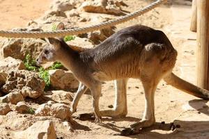 a marsupial mamífero canguru vidas dentro uma jardim zoológico dentro Israel. foto