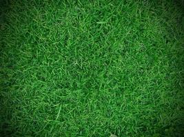área de campo de fundo de grama verde é uma grama que parece curta, cortada uniformemente, tornando-a adequada para papel de parede em design. e gráficos prontos para usar vinheta. foto