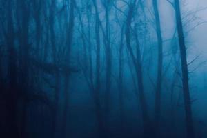 névoa dentro a floresta azul fundo foto