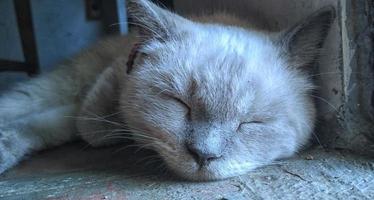 sonolento branco gato com cinzento orelhas