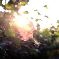 selva de flores de hibisco com luz do sol ao pôr do sol foto