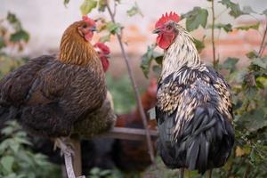 lindo galinhas e galos ao ar livre dentro a quintal. foto