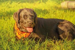 labrador retriever cachorro dentro dia das Bruxas laranja. uma Preto cachorro é deitado abaixo. foto