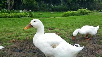 uma grupo do branco pekin ou americano pekin ou doméstico Pato ou anas platyrhynchos domesticus em uma Fazenda foto