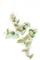 folhas de eucalipto em fundo branco foto
