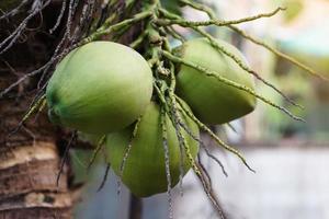orgânico coco frutas trava em árvore dentro jardim. conceito agricultura colheita dentro tailândia. tailandês agricultores crescer cocos maprow namhom para vender . verão frutas este pode estar crescido às casa ou jardim. foto