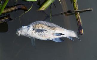 morto peixe em desperdício água foto