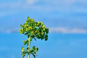 Primavera flores dentro a montanhas contra a fundo do a mar, Olá Primavera a começando do a estação do caminhada e viagem, fundo com uma natural montanha flor, mulheres dia protetor de tela foto