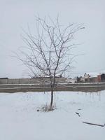 campo Jardim seco árvore crescendo dentro neve. pequeno árvore ramo dentro Vila. foto