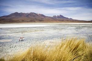 Laguna Hedionda na Bolívia foto