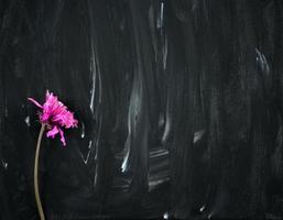 flor rosa roxa seca em fundo de pintura abstrata preto e branco foto