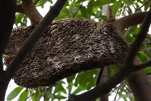 enxame de abelhas penduradas na árvore foto