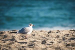 gaivota mediterrânea na praia foto