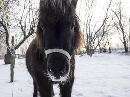 retrato de um cavalo em miniatura olhando para a câmera em um pátio coberto de neve foto