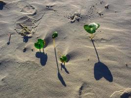 pequenas plantas verdes na areia foto