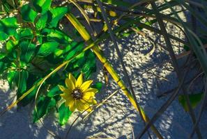 uma flor amarela ao lado de folhas verdes na praia foto