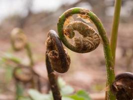 close-up de fiddleheads com fundo desfocado foto