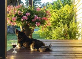 cachorro preto deitado na varanda ao lado de um copo de vinho e um vaso de flores com arbustos no fundo foto