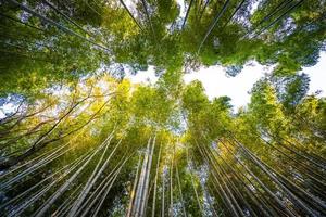 bela floresta de bambu em arashiyama, kyoto, japão foto