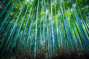 bosque de bambu na floresta em arashiyama em kyoto, japão foto