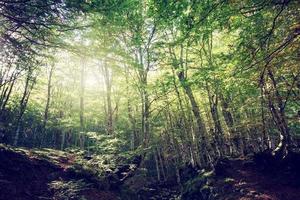 Largo ângulo do uma verde floresta com Sol luz foto