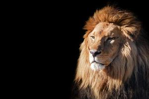 adorável realista selvagem leão rei do a selva isolado, Panthera leo carnívoro predador foto