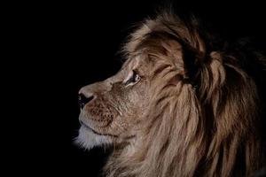 adorável realista selvagem leão rei do a selva isolado, Panthera leo carnívoro predador foto