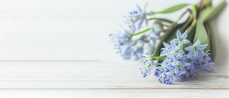 topo Visão azul Scilla flores em branco de madeira fundo com espaço para texto. primeiro Primavera flores cumprimento cartão para dia dos namorados dia, mulher dia e mãe dia foto