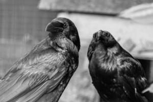 lindos corvos negros sentam-se em um toco foto