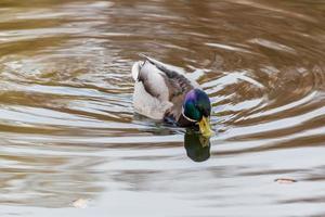 patos e patos nadam na lagoa foto