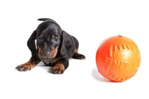 uma lindo dachshund cachorro senta Próximo para a laranja bola e parece avançar. foto